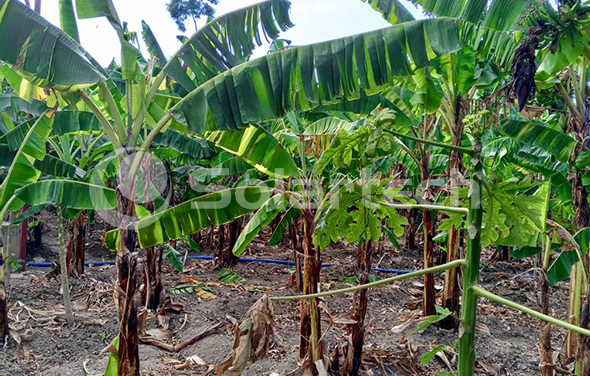 3044永利光伏水泵助力海地农场实现绿色灌溉！